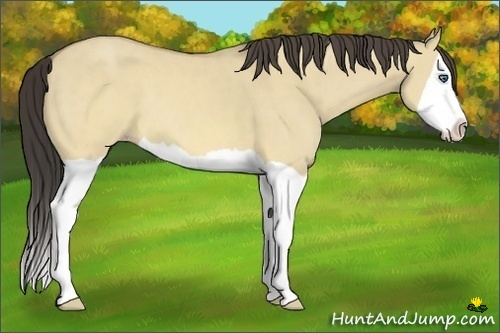 Horse Color:Sable Cream Champagne Dun Splash 