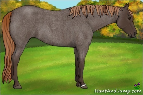 Horse Color:Liver Red Roan 
