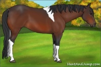 Horse Color:Bay Tobiano 