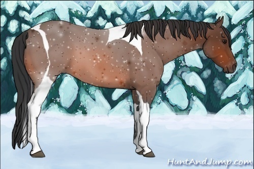 Horse Color:Bay Tobiano 