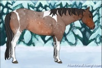Horse Color:Bay Tobiano