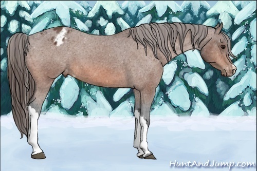 Horse Color:Bay Appaloosa 