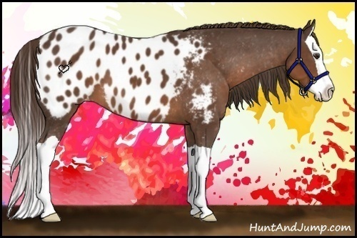 Horse Color:Liver Chestnut Splash Appaloosa 