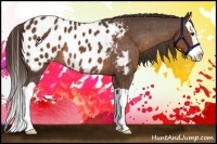 Horse Color:Liver Chestnut Splash Appaloosa 