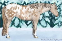 Horse Color:Liver Chestnut Pearl Appaloosa 