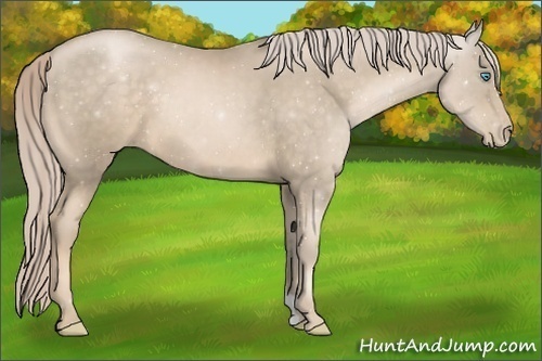 Horse Color:Chocolate Palomino Pearl