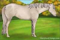 Horse Color:Chocolate Palomino Pearl