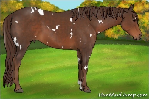 Horse Color:White Spotted Liver Chestnut 