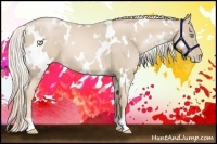 Horse Color:White Spotted Palomino Pearl 