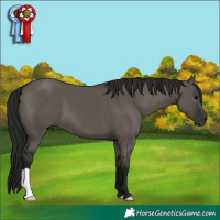 Horse Color:Gray Smoky Grullo 