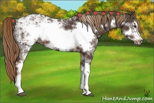 Horse Color:White Spotted Liver Chestnut Ice Frame