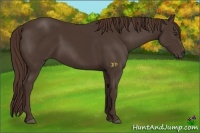 Horse Color:Liver Chestnut Rabicano 