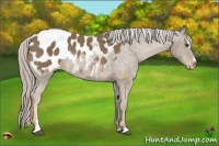 Horse Color:Chocolate Palomino Sabino Appaloosa