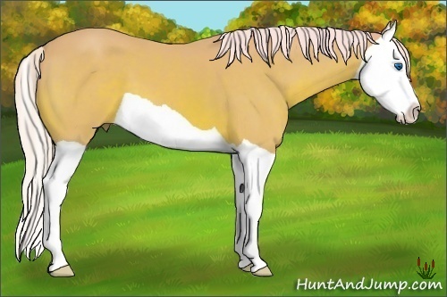 Horse Color:Watercolor Silver Bay Splash