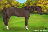 Horse Color:Liver Chestnut 