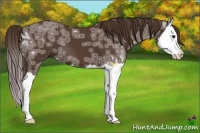 Horse Color:Liver Chestnut Ice Splash 