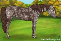 Horse Color:Liver Chestnut Ice
