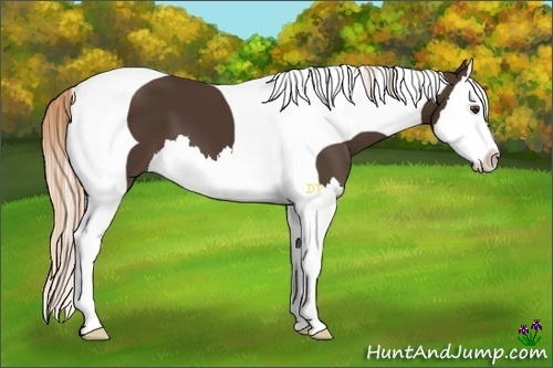 Horse Color:Liver Chestnut Splash Tobiano