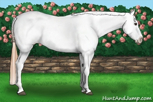 Horse Color:Chestnut Near Leopard 