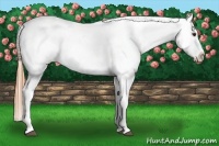 Horse Color:Chestnut Near Leopard 