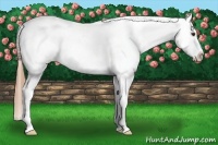 Horse Color:Chestnut Appaloosa