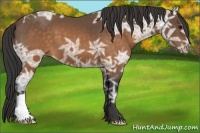 Horse Color:Buckskin Ice 