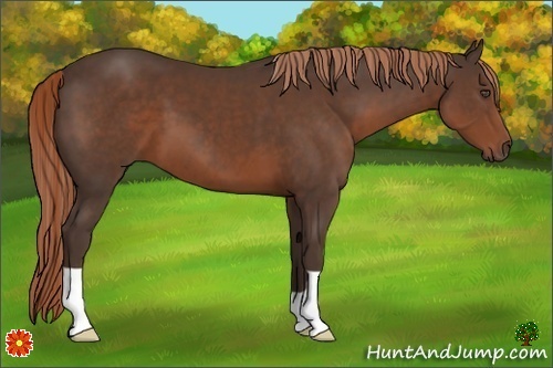 Horse Color:Liver Chestnut 