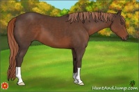 Horse Color:Liver Chestnut 