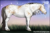 Horse Color:White Spotted Amber Champagne 