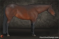 Horse Color:Bay Frame