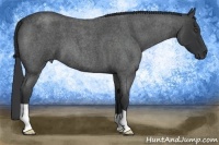 Horse Color:Blue Roan 