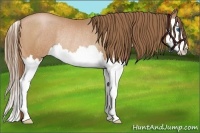 Horse Color:Bay Pearl Splash Rabicano 