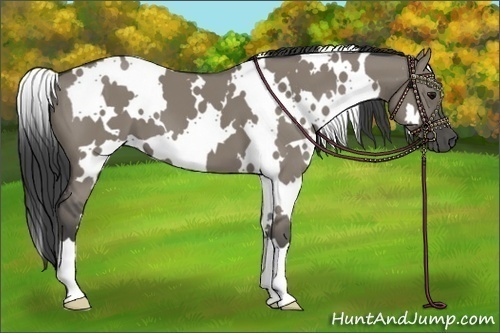 Horse Color:White Spotted Smoky Grullo 