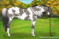 Horse Color:White Spotted Smoky Grullo 