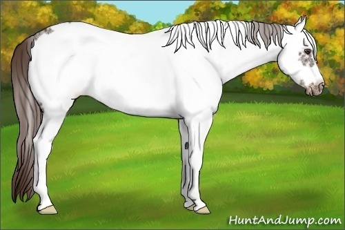 Horse Color:White Spotted Liver Chestnut Frame 