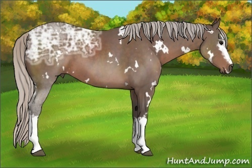 Horse Color:White Spotted Silver Black Ice 