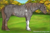 Horse Color:Liver Chestnut Rabicano 