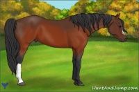 Horse Color:Brown 