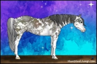 Horse Color:Grullo Sabino