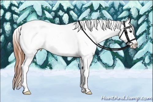 Horse Color:Bay Appaloosa Rabicano 