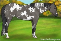 Horse Color:White Spotted Grullo
