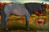Horse Color:Brown Roan Rabicano 