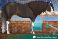 Horse Color:Liver Chestnut Splash 