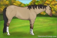 Horse Color:Bay Dun