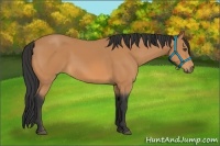 Horse Color:Buckskin Frame 