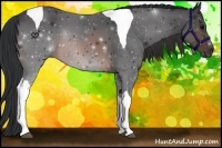 Horse Color:Brown Tobiano