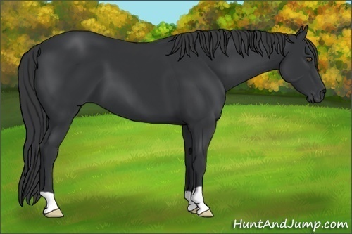 Horse Color:Black 