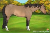 Horse Color:Bay Dun