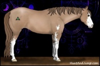 Horse Color:Black Pearl Sabino