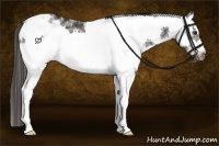 Horse Color:White Spotted Liver Chestnut Splash Frame